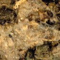 NASH Mussel Blend 500ml - Centrum wędkarskie - Sklep wędkarski Jarofishing