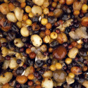 Nash Small Seed Mix 2,5L - Centrum wędkarskie - Sklep wędkarski Jarofishing