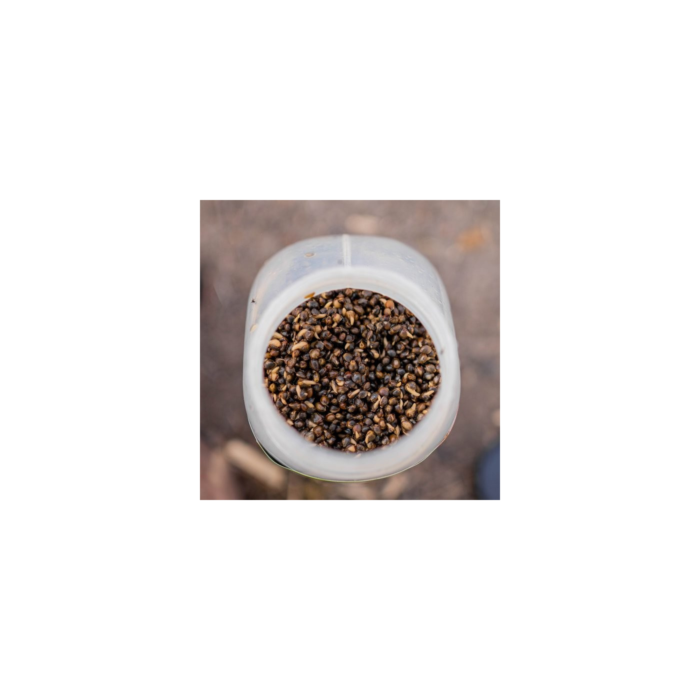 Nash Oily Hemp 0,5L - Centrum wędkarskie - Sklep wędkarski Jarofishing Nash Oily Hemp 0,5L - Centrum wędkarskie - Sklep wędkarski Jarofishing