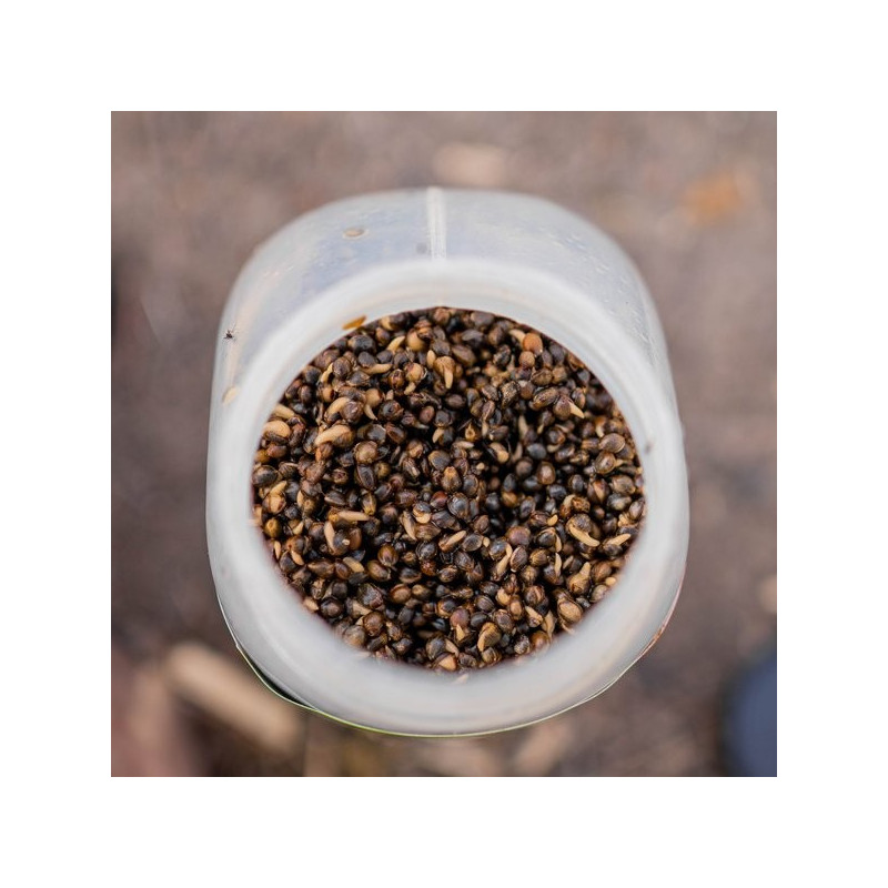 Nash Oily Hemp 0,5L - Centrum wędkarskie - Sklep wędkarski Jarofishing Nash Oily Hemp 0,5L - Centrum wędkarskie - Sklep wędkarski Jarofishing