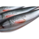Rage Zander Pro Shad UV Ultra Natural Roach 10cm - Centrum wędkarskie - Sklep wędkarski Jarofishing Rage Zander Pro Shad UV Ultra Natural Roach 10cm - Centrum wędkarskie - Sklep wędkarski Jarofishing