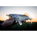 Fox Rage Scent Shads Sparkling Minnow 9 CM - Centrum wędkarskie - Sklep wędkarski Jarofishing Fox Rage Scent Shads Sparkling Minnow 9 CM - Centrum wędkarskie - Sklep wędkarski Jarofishing