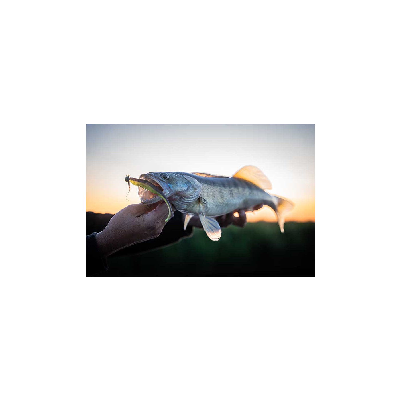 Fox Rage Scent Shads Crystal 11 CM - Centrum wędkarskie - Sklep wędkarski Jarofishing Fox Rage Scent Shads Crystal 11 CM - Centrum wędkarskie - Sklep wędkarski Jarofishing