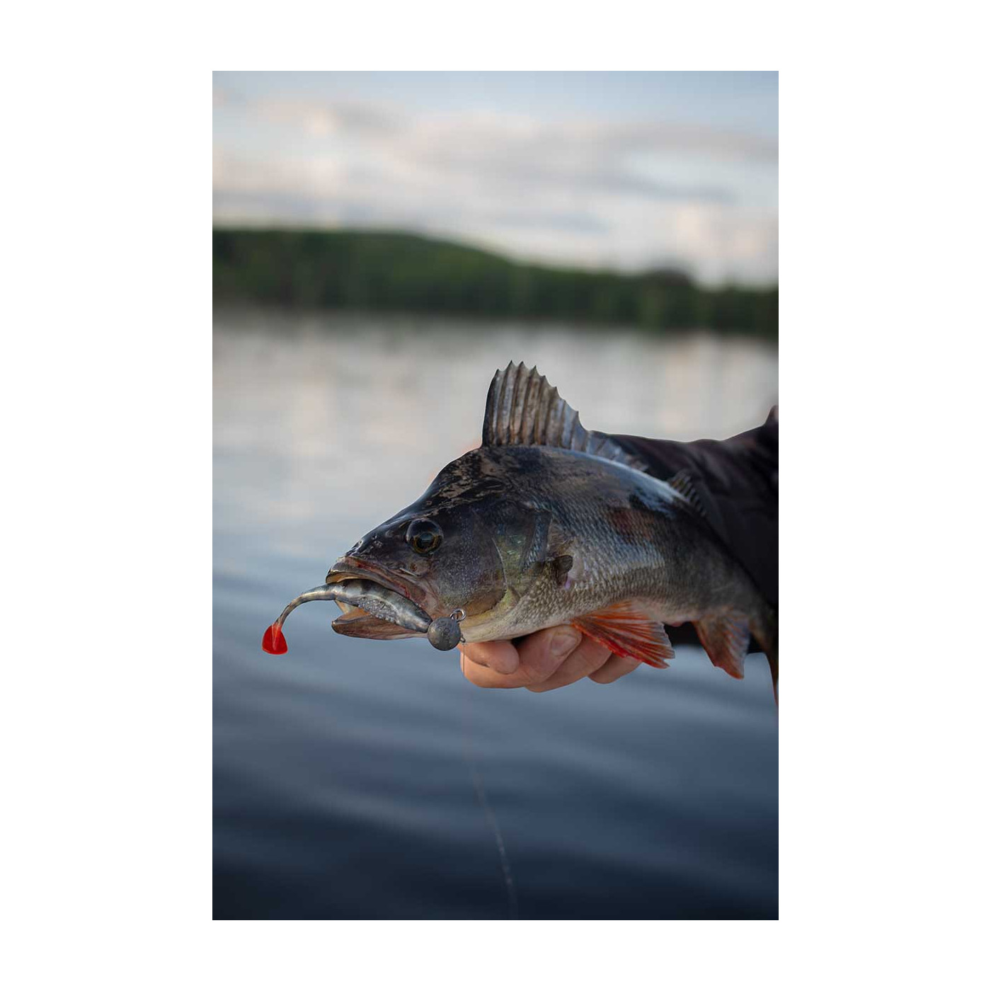 Fox Rage Scent Shads Natural Wakasagi 11 CM - Centrum wędkarskie - Sklep wędkarski Jarofishing Fox Rage Scent Shads Natural Wakasagi 11 CM - Centrum wędkarskie - Sklep wędkarski Jarofishing